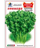 菜农兴  53 四季耐抽苔香菜种子] 味香浓厨房园艺 蔬菜种子