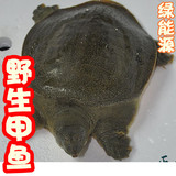 甲鱼怎么杀_如何杀甲鱼_杀甲鱼_甲鱼的杀法 -