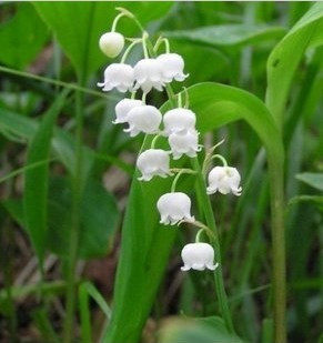 卉》金娃娃萱草*盆栽花卉 花期半年 易栽<em>好养</em>的