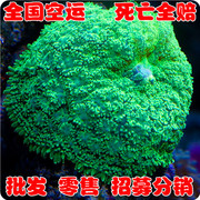 绿香菇-海水观赏鱼-活体- -珊瑚水族-死亡包赔