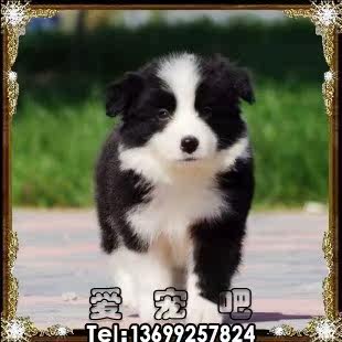 边牧/CKU认证/纯种边境牧羊犬犬 超聪明/终身保障/北京可上门！