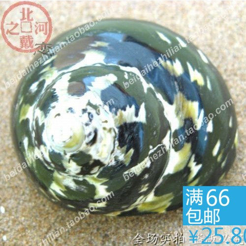 海螺贝壳收藏工艺品 婚庆创意礼品 鱼缸水族装饰☆珍品黑金刚蝾螺
