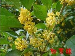 【春曲】室内室外种植花卉植物 四季桂花树苗★月月桂 累售1262件