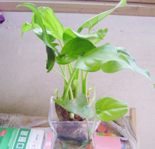 水培植物 绿色植物 滴水观音(单卖 不含容器）5元一棵