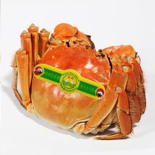  满8送1苏鲜阳澄湖大闸蟹产地直销公蟹3.5-3.6两团购特价8只包邮