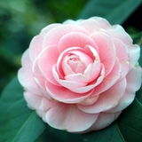 3周年店庆*免费送◆茶花粉20克◆美白去斑◆限拍1 请看宝贝说明