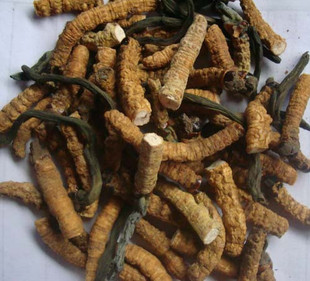  西藏野生冬虫夏草断草 自用实惠 不影响功效.28元/克