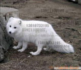 █ █ █ 淘宝六年热卖 唯一上海总店 黑眼黑鼻宠物雪狐█ █ █