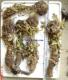 新疆特产风湿性关节炎和调理女性月经的珍贵药材野生