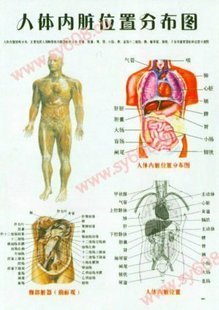 人体穴位图内脏位置分布图2在类目 个性定制/设计服务/DIY, 日用/装饰定制, 写真/海报印制中 - 来自Buy2taobao.com提供专业的淘宝代购服务