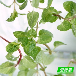  【爱蔬果】绿色食品新鲜蔬菜 薄荷 银丹草 1两/份 北京同城配送