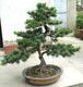高档盆景花卉 五针松