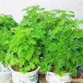[9.9元10款免邮] 盆式精装驱蚊草 花卉 盆栽 香草种子 蚊子不再咬