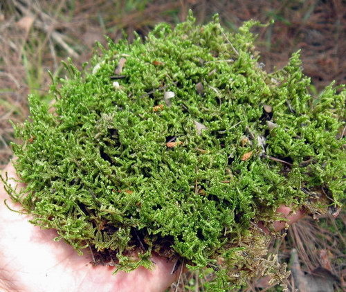 贵州优质密绒水苔-青苔-苔藓(鲜品)