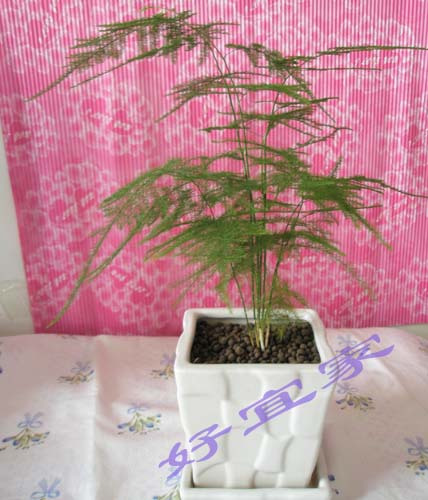 单株文竹盆栽 盆栽花卉、耐活好养的花 保湿净化空气 礼品在类目 鲜花速递/花卉仿真/绿植园艺, 花卉/绿植盆栽(新), 绿植中 - 来自Buy2taobao.com提供专业的淘宝代购服务