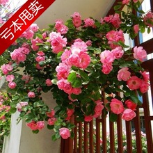 【买三株全国包邮】 当年开花多花蔷薇 全年280天循环开花 五年苗