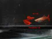 （暂缺）缎带美国全红孔雀鱼种鱼纯种活体缎带C型