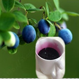 无糖野生蓝莓汁，蓝莓果汁浓缩原汁，含花青素4斤135元