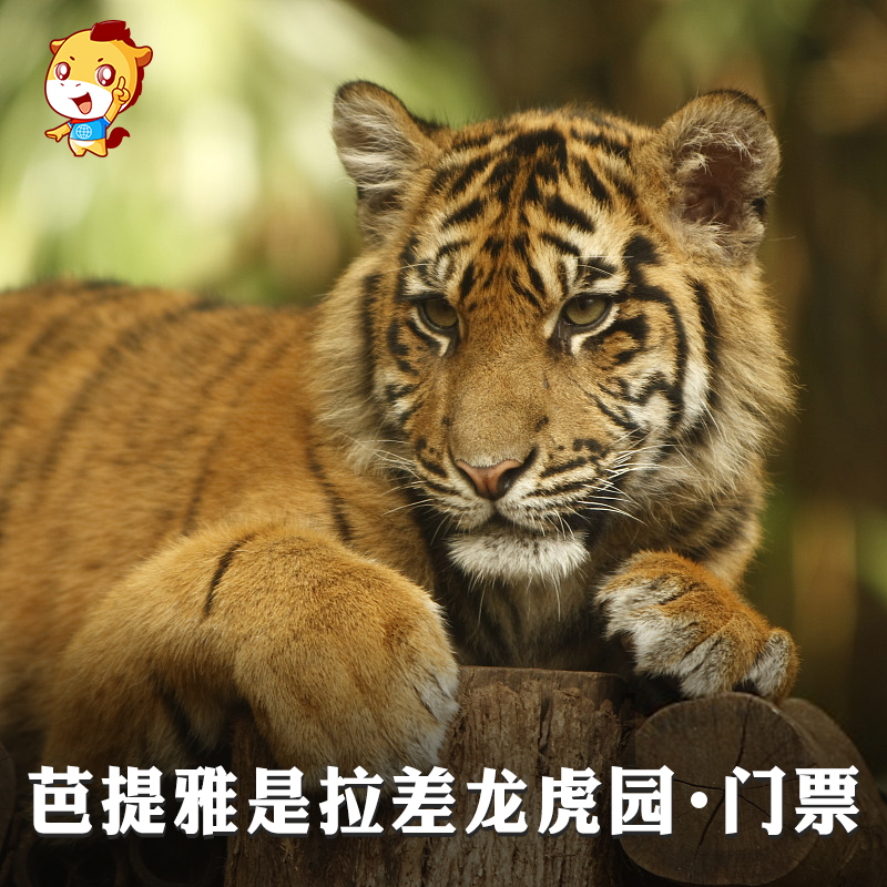 泰国曼谷芭提雅是拉差龙虎园芭堤雅老虎园景点门票|ruв категории входные билеты/реальную шоу/тематический парк, зарубежных входные билеты - от Buy2taobao.com для оказания профессиональной услуги покупки агента Taobao