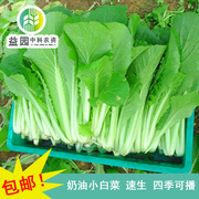 小白菜种子上海青香菜早熟春秋冬四季种植阳台盆栽水培耐寒蔬菜籽