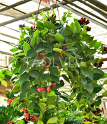 吊兰口红吊兰垂吊植物桌面植物阳台垂吊植物吊兰盆栽净化空气植物