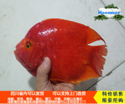 成都元宝、财神红色血鹦鹉鱼，热带黄金色(黄金色，)元宝鹦鹉鱼活体观赏鱼