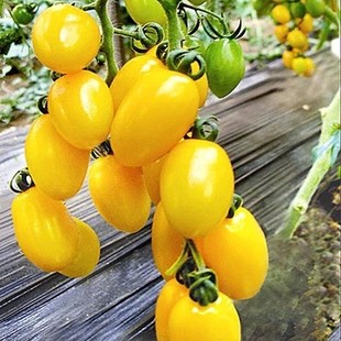 圣女果种子黄色 樱桃小番茄西红柿   阳台盆栽蔬菜瓜果蔬果