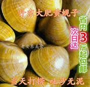 丹东特产大黄蚬子新鲜海鲜水产个大无沙打捞3斤