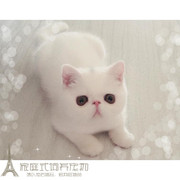 出售纯种活体宠物加菲猫异国短毛猫纯白色加菲幼猫家养宠物猫p