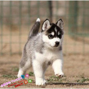 哈士奇纯种幼犬活体，西伯利亚雪橇犬狗狗宠物犬，支持支付宝交易g