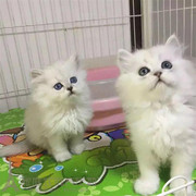 出售纯种家养金吉拉幼猫长毛猫银渐层宠物猫活体猫咪波斯猫幼猫p