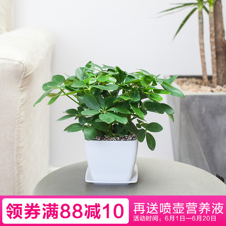 鹅掌柴
