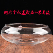 透明玻璃器皿花瓶水仙水培盆铜钱草碗莲水培花盆水培植物花瓶鱼缸