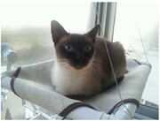 坚实耐用宠物猫吊床猫床猫窝玻璃吸盘窗台，专用大号猫玩具