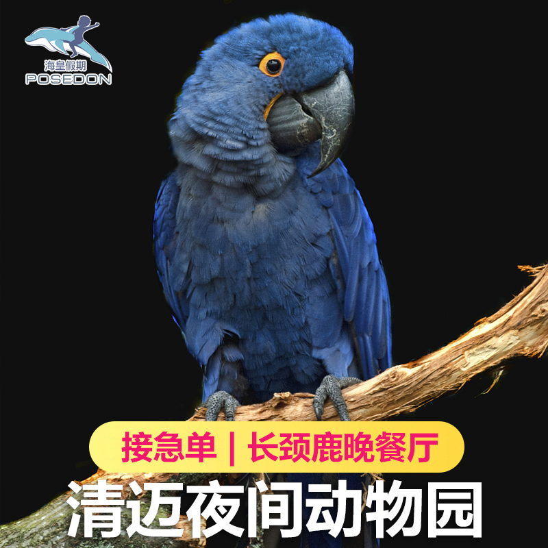 海皇假期 泰国清迈夜间动物园门票+接送+中文旅游预定套票代订在类目 景点门票/实景演出/主题乐园, 境外景点门票中 - 来自Buy2taobao.com提供专业的淘宝代购服务