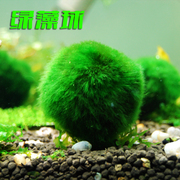 盛河水族鱼缸水族箱造景，水草绿藻球水藻，海藻球鱼缸造景草缸观