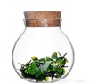 茶叶罐漂流软木塞密封罐 储物糖果菠萝罐子透明许愿花茶罐玻璃瓶