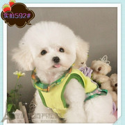 纯种活体泰迪犬玩具型贵宾犬白色，宠物狗狗宠物犬包健康(包健康)p