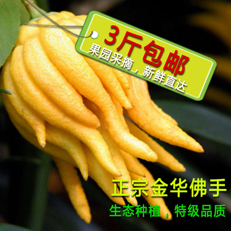 金华佛手