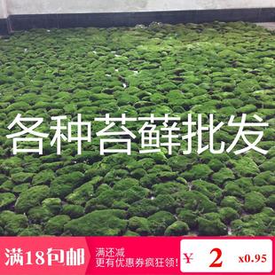 水陆缸青苔绿植物  微景观盆栽苔藓 庭院造景绿植 夏天阴干