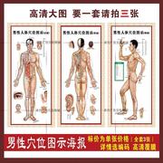 高清人体经络穴位图大挂图，中医针灸穴位挂图，男女美容养生保健挂画