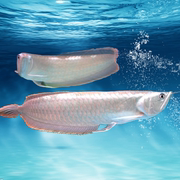 热带观赏鱼银龙鱼大型鱼宠物鱼，淡水鱼风水鱼招财鱼观赏鱼