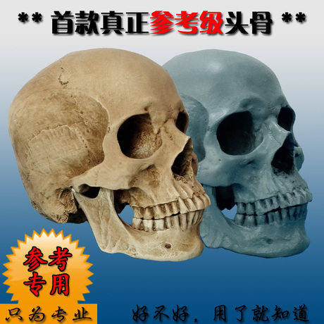 骷髅头骨模型