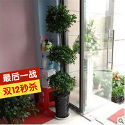 新房盆栽三层榕树盆栽，客厅大型树榕树，植物开业送礼绿植