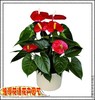 红掌花四季开花水培花卉整套装办公室内盆栽观花植物江折沪
