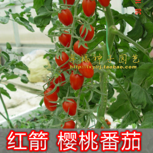农科院红箭樱桃番茄种子红圣女果 可水培番茄 口感好車喱茄