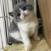 英短蓝白正八子脸幼猫活体英国短毛猫英短粉鼻子纯种宠物猫咪p