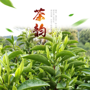2024年新茶正宗霄坑野生茶，有机绿茶高山富硒茶，池州特产肖坑生态茶