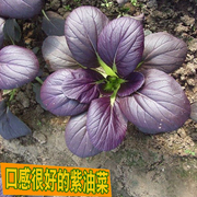 寿光蔬菜种子上海青油菜小白菜紫油菜种籽家庭菜园阳台种蔬菜种孑
