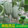 国产拇指西瓜种子迷你观叶水果，可留种小盆栽，阳台四季播庭院种植
